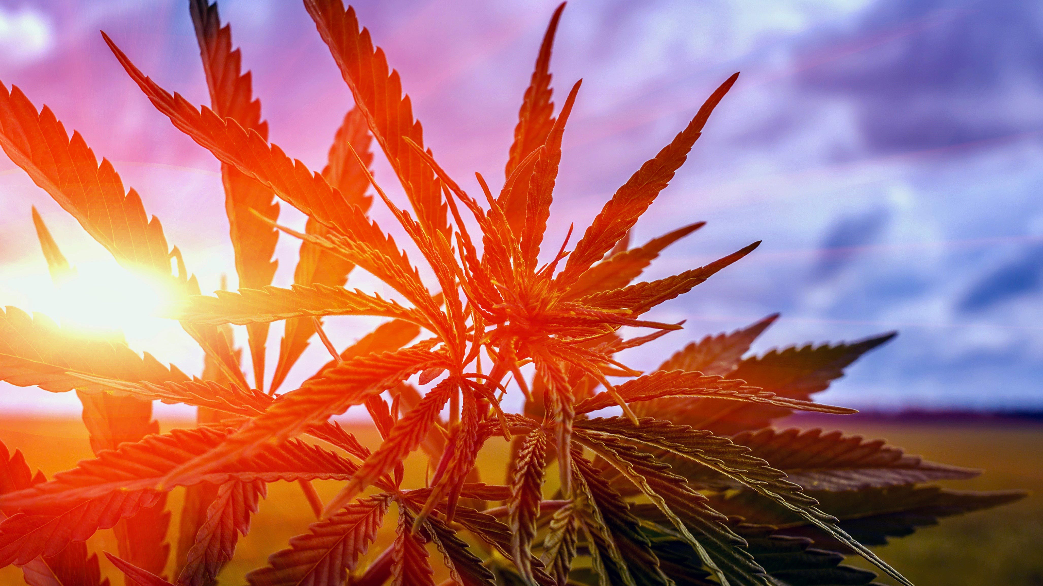 Image of sun shining through marijuana plant