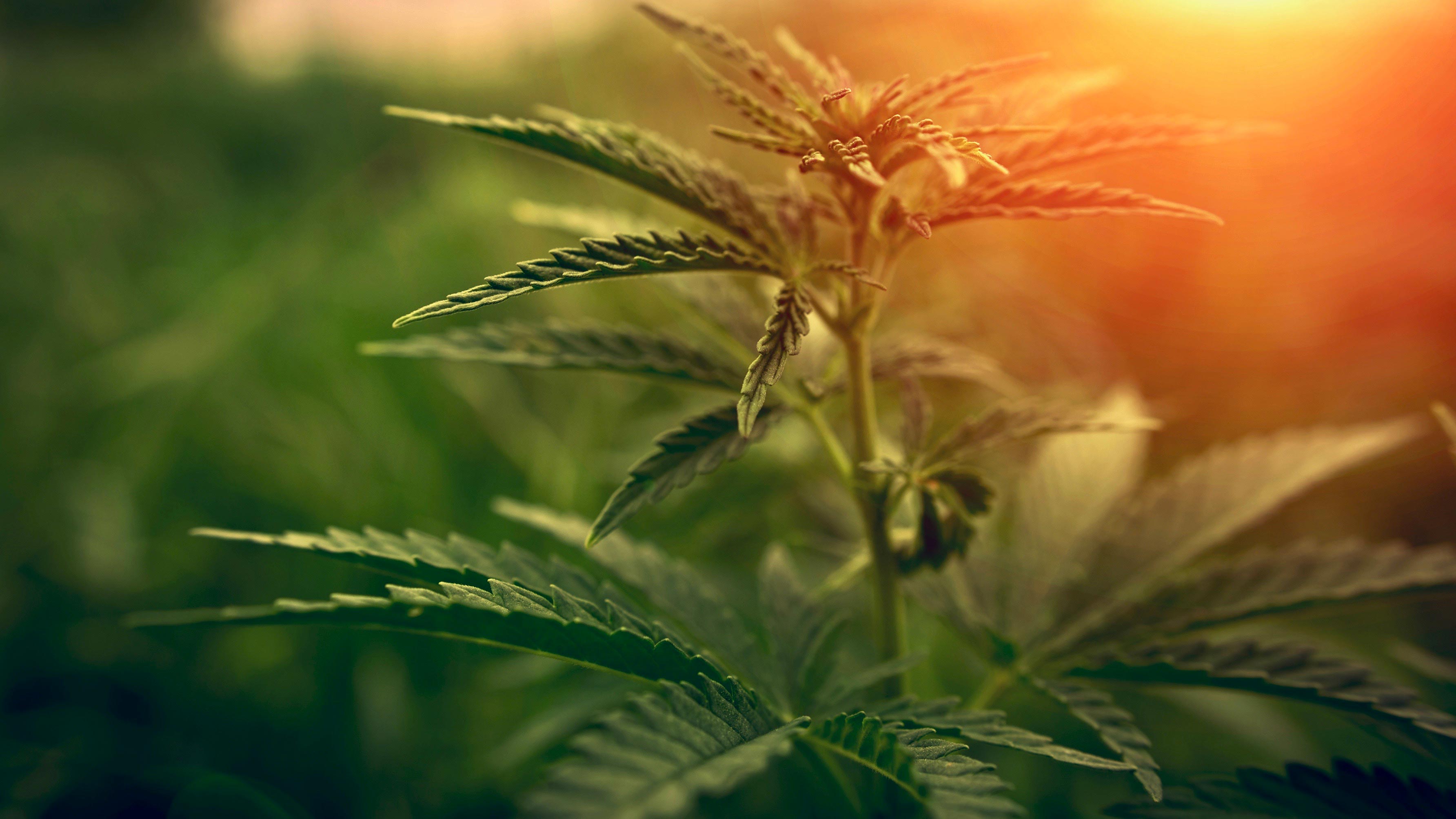 Image of sun shining onto marijuana plant